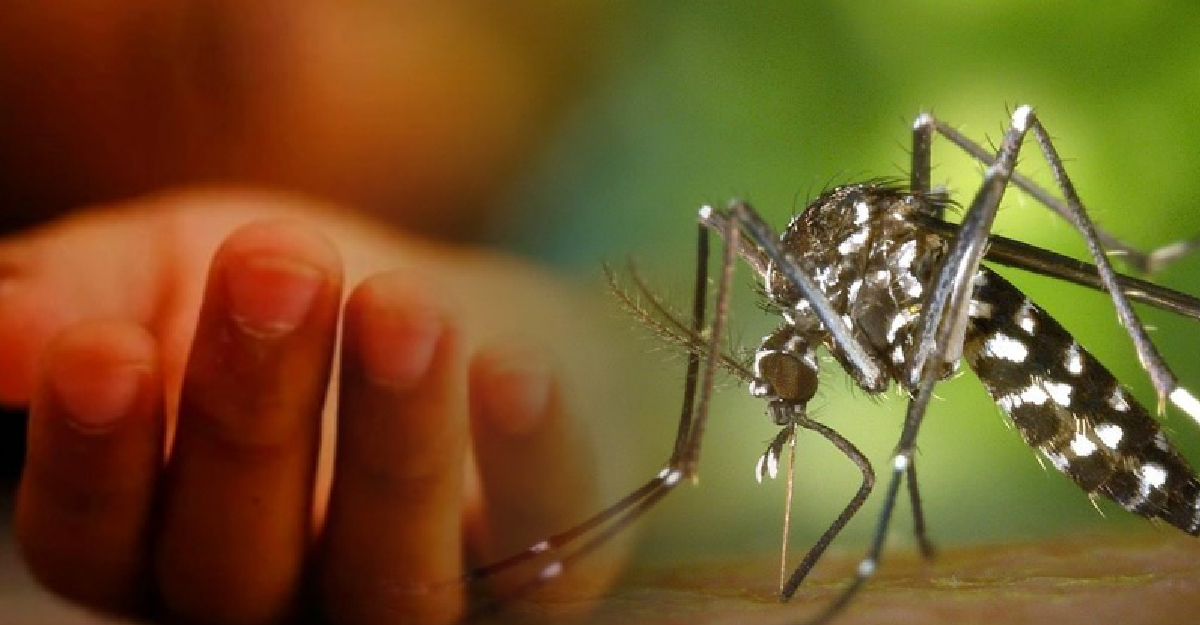 ডেঙ্গুতে আরও ৪ মৃত্যু, হাসপাতালে ভর্তি ৪২৬