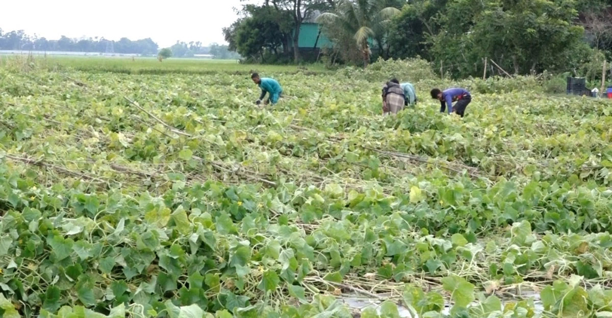 সিত্রাংয়ে দেড় লাখ কৃষকের ক্ষতি ৩৪৭ কোটি