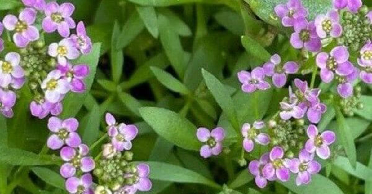 ৮ সেকেন্ডে খুঁজে বের করুন ব্যাঙ