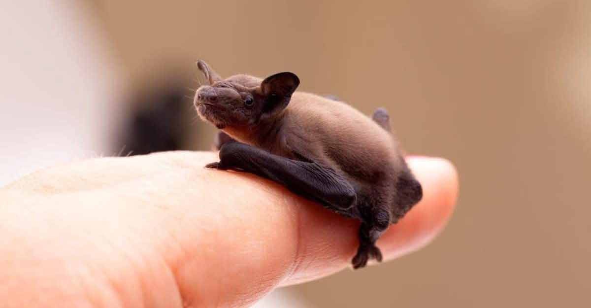 bat