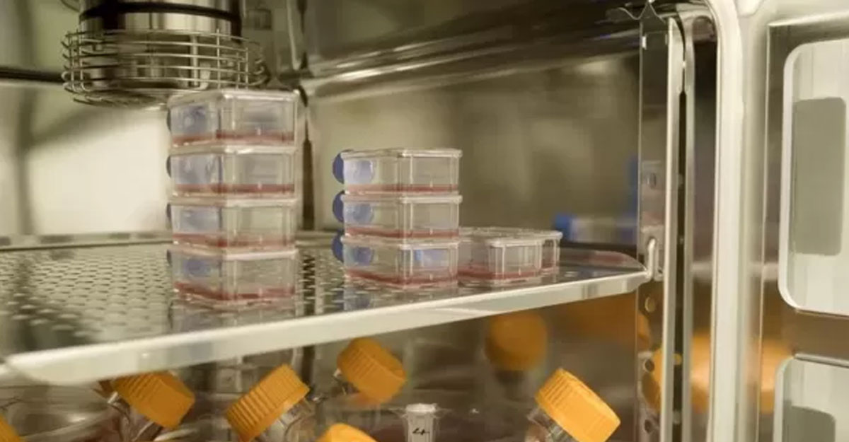 মানুষের দেহে দেওয়া হলো ল্যাবরেটরিতে তৈরি রক্ত