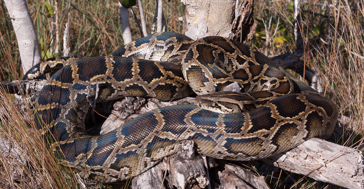 বিশাল কুমিরকে গিলে খেল পাইথন!