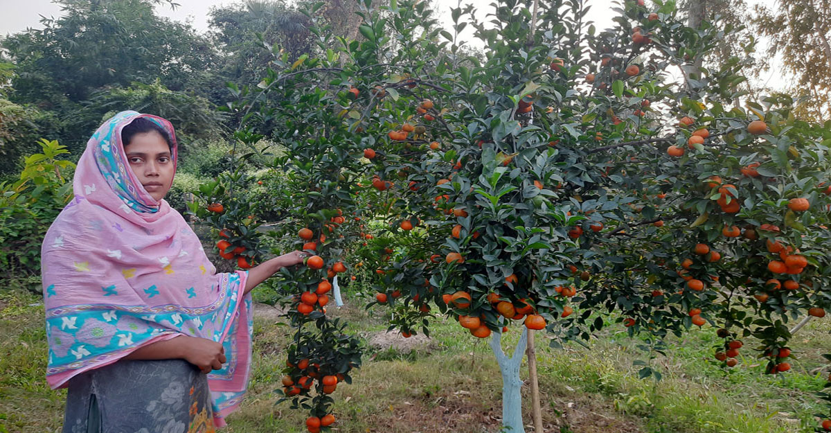 কমলা চাষে জয়পুরহাটের ইমরান-সুমির বাজিমাত