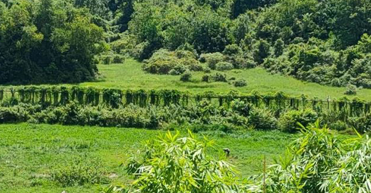 মাদকবিরোধী অভিযানে সংঘর্ষে ডিজিএফআই কর্মকর্তা নিহত