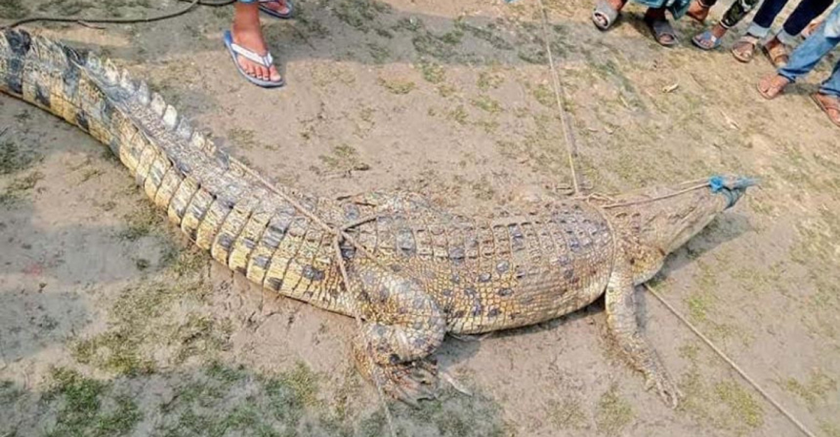 গোসাইরহাটে মাছের ঘেরে ৮ ফুটের কুমির