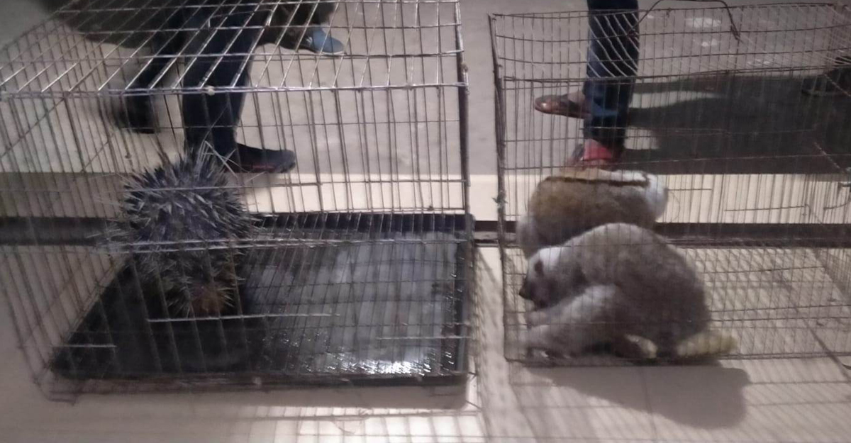 পাচারের সময় বাসযাত্রীর কাছে মিলল লজ্জাবতী বানর-সজারু