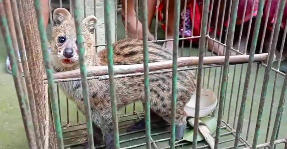 ঠাকুরগাঁওয়ে বিরল প্রজাতির প্রাণী উদ্ধার