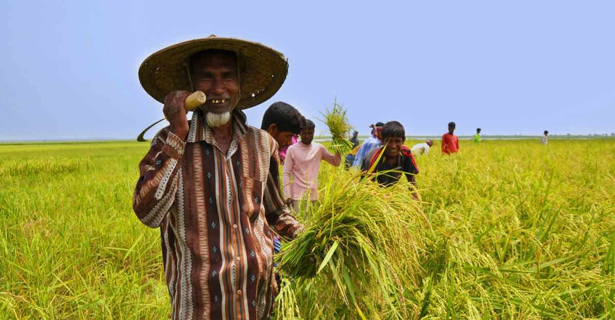 সোনালি ধানের হাসি নিয়ে এলো হেমন্ত