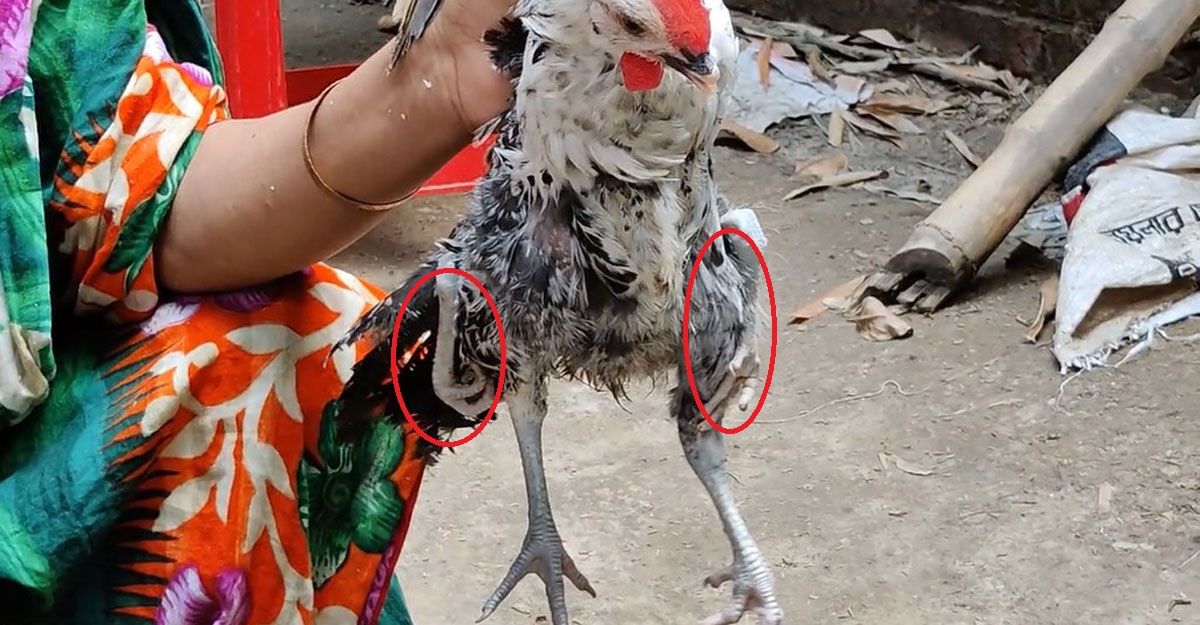 এবার দেখা মিলল চার পায়ের মোরগ, দেখতে এলাকাবাসীর ভিড়