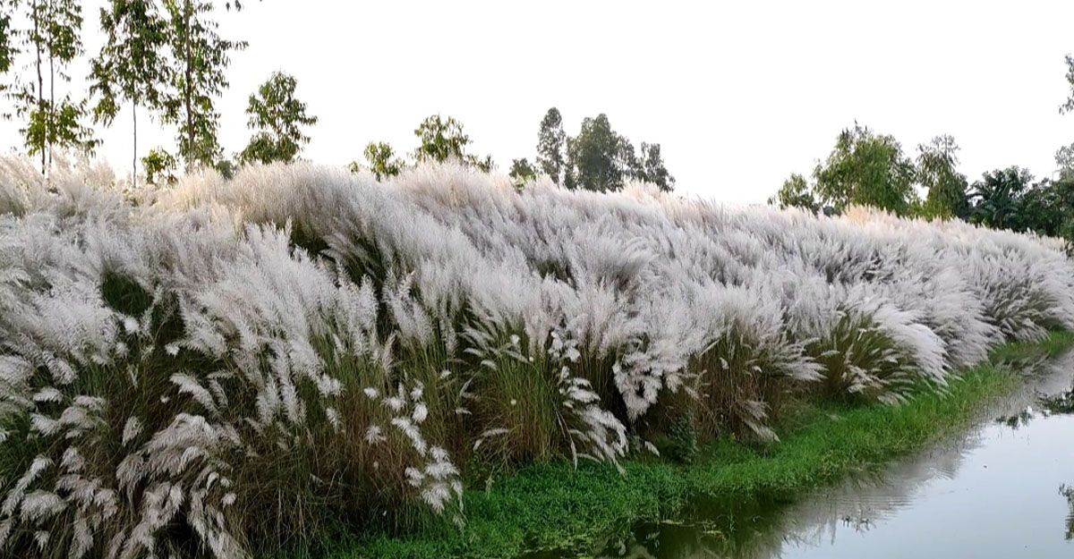 প্রকৃতিপ্রেমীদের মনটানে কাশফুল