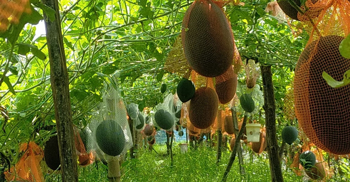 আমের রাজ্যে বারোমাসি তরমুজের হাতছানি