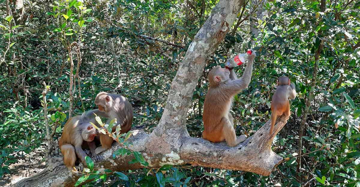 কোকাকোলায় বুঁদ বানর!
