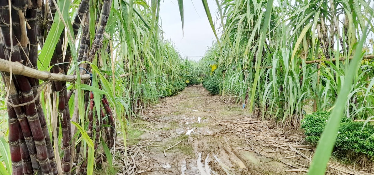 sugarcane