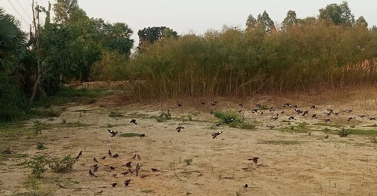দুলালের ডাকে ছুটে আসে ঝাঁকে ঝাঁকে পাখি