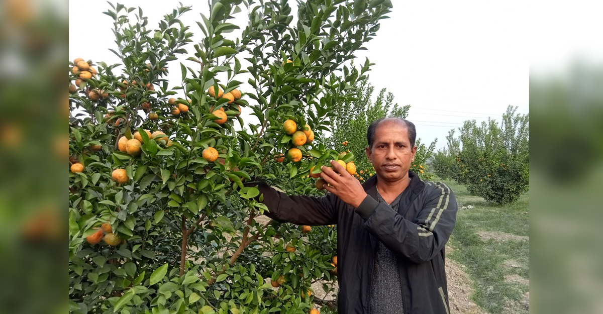 সমতলে কমলা চাষে সফলতা, প্রশংসায় ভাসছেন শিক্ষক