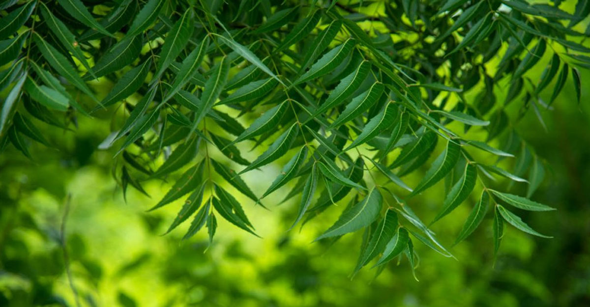 neem