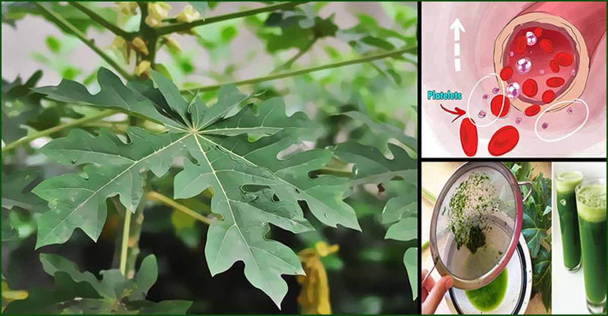 পেঁপে পাতা কি সত্যিই রক্তের প্লাটিলেট বাড়ায়?