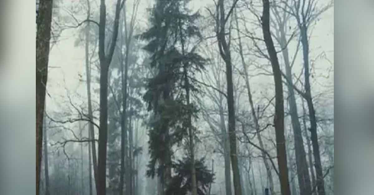 ডালের ফাঁকে লুকিয়ে শেয়াল, খুঁজুন ৩০ সেকেন্ডে