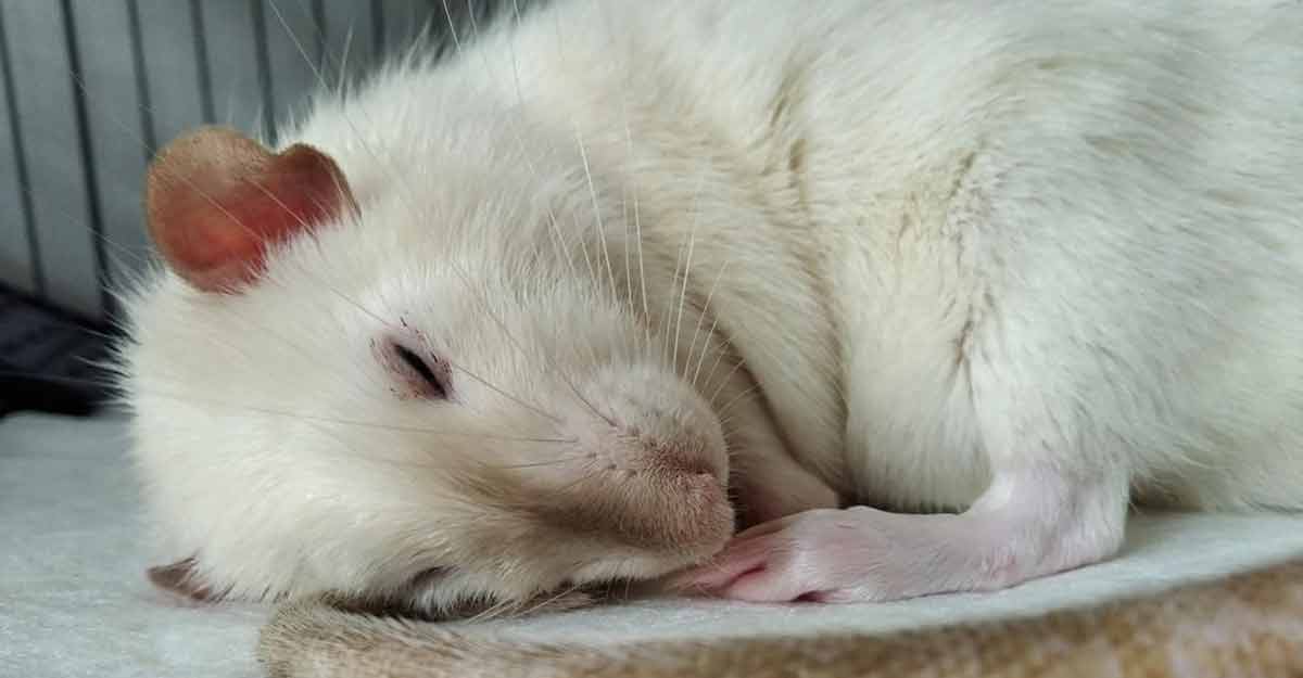 মানুষই একমাত্র প্রাণী নয় যারা স্বপ্ন দেখে