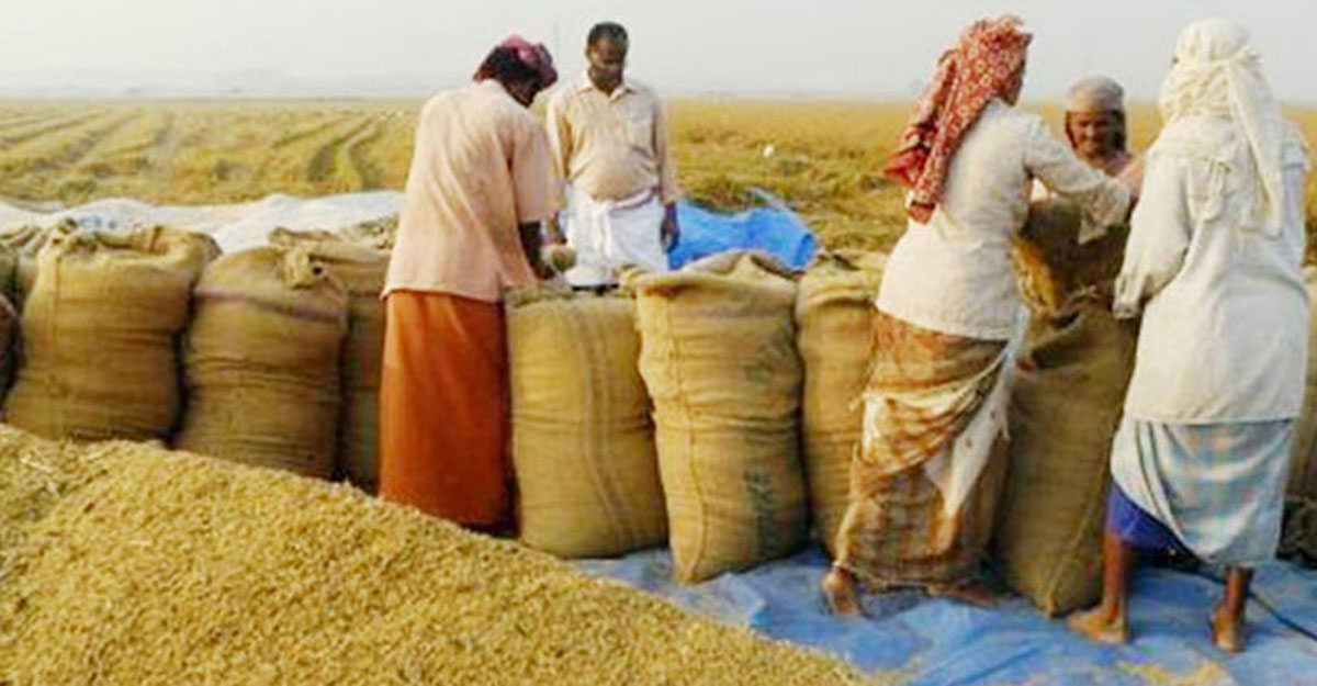 বৈশ্বিক সংকট: ২.৫ বিলিয়ন টন বেশি ধান উৎপাদনের লক্ষ্যমাত্রা
