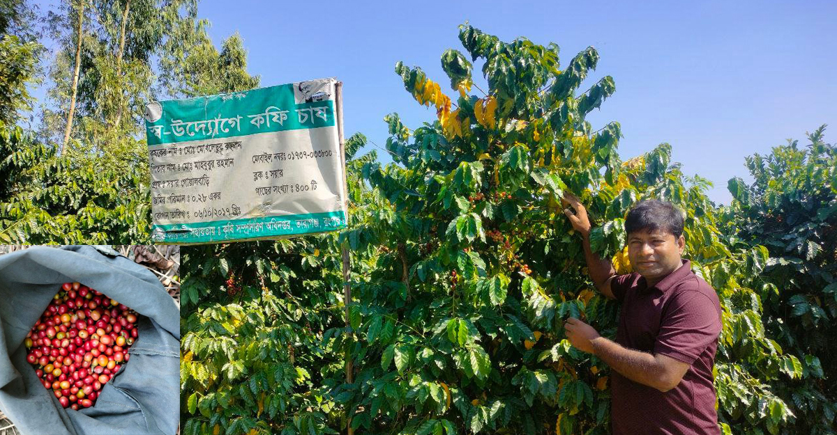 কফি চাষে লাখ লাখ টাকা আয় মোখলেছুরের