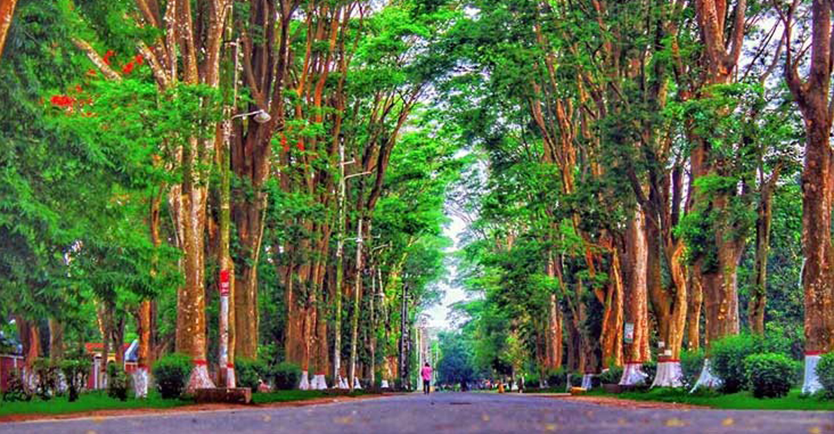 আয়ুষ্কালের দ্বারপ্রান্তে রাবির প্যারিস রোডের গগনশিরীষ গাছগুলো