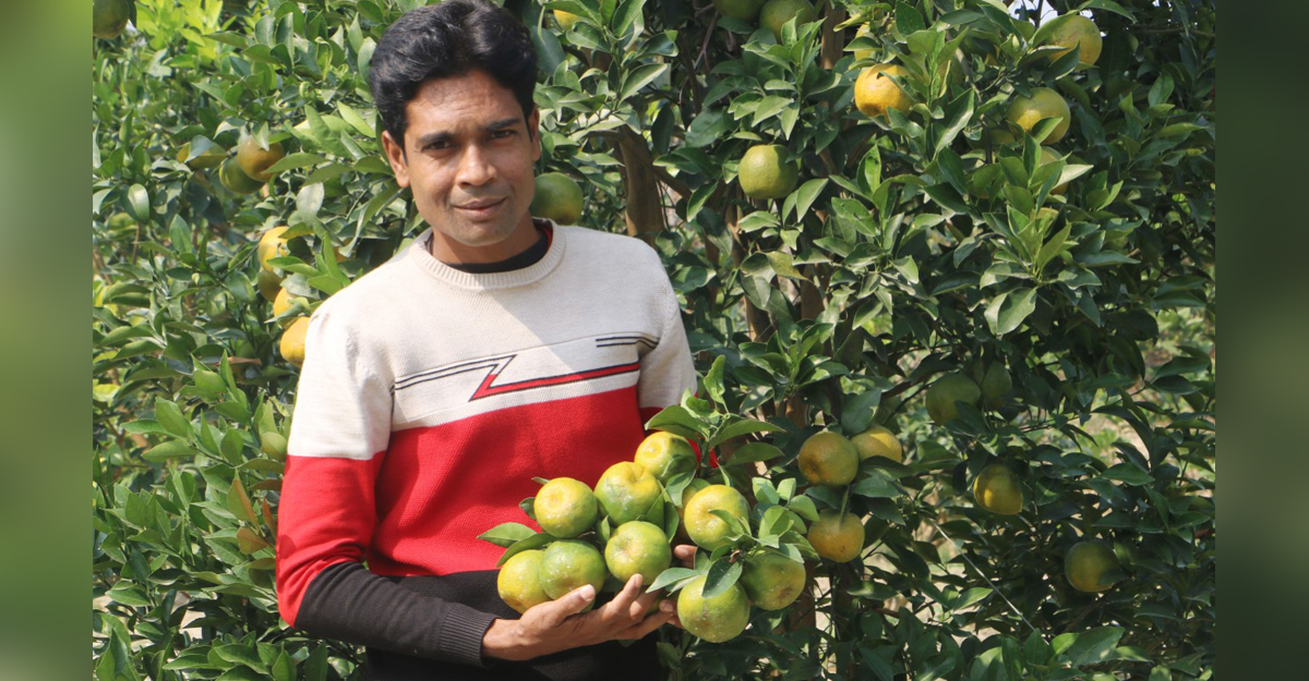 বরেন্দ্র ভূমিতে দার্জিলিং কমলা চাষে সাইদুলের বাজিমাত