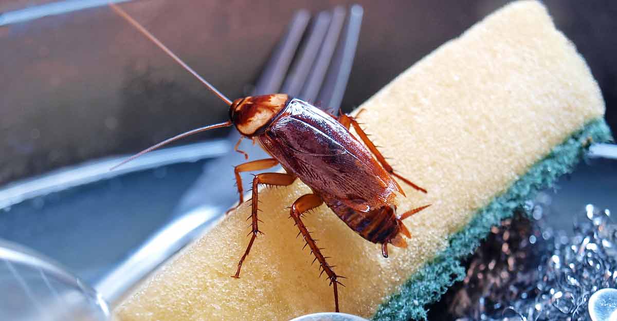 তেলাপোকা দূর করার ঘরোয়া উপায়