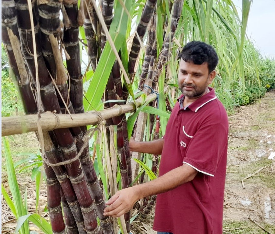 sugarcane