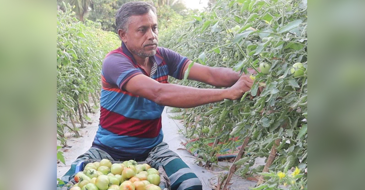 ইউটিউব দেখে বেগুন গাছে টমেটো চাষে সাফল্য জহুরুলের