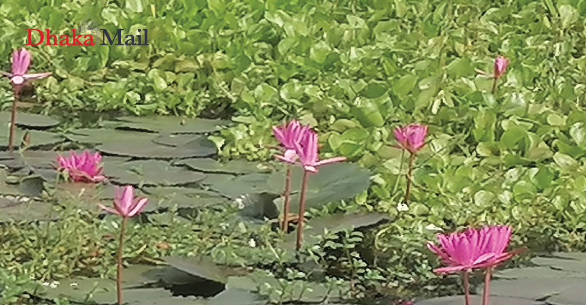 লাল শাপলায় শোভিত নুরুইলের বিল