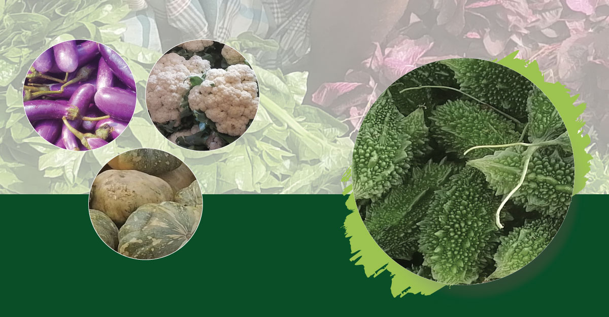 বগুড়ায় জমে উঠেছে শীতের আগাম সবজি বাজার