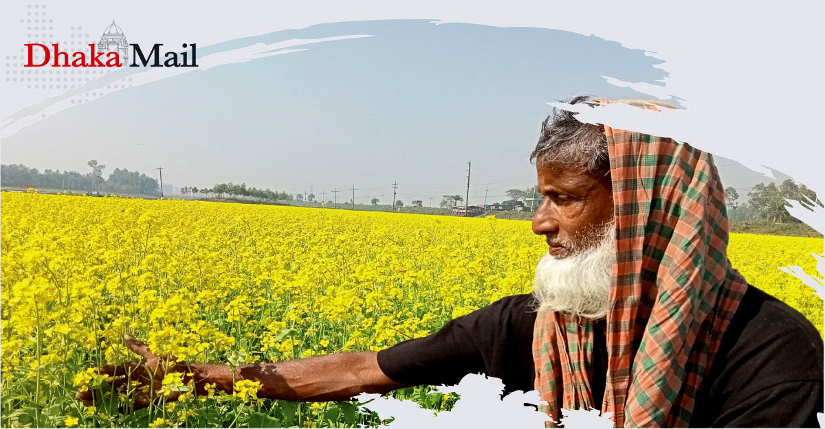 হলুদ ফুলে ছেয়ে গেছে চলনবিলে কৃষকের স্বপ্ন