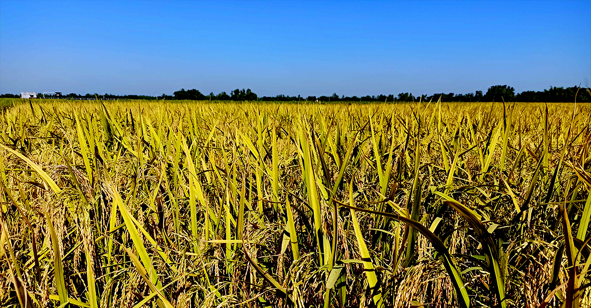 ঠাকুরগাঁওয়ে সোনালি শীষে ভরে গেছে কৃষকের ক্ষেত