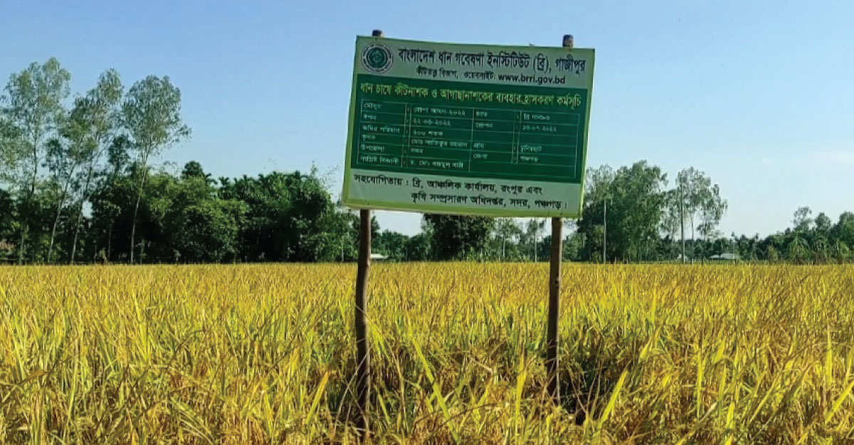 পঞ্চগড়ে ব্রি ধান-৯৩ চাষে বাম্পার ফলন, সফল হলেন আতিকুর