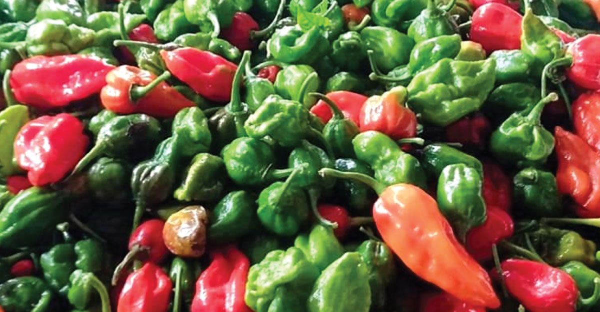 নাগামরিচের বেশি দাম, চাষির মুখে হাসি