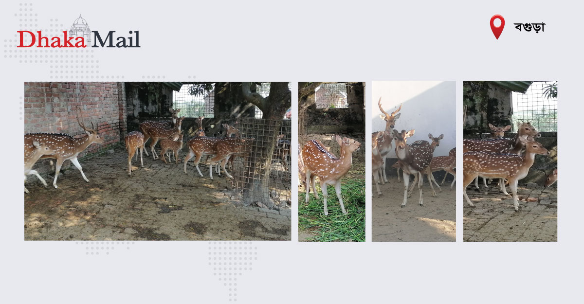 ডাকাডাকি-লাফালাফিই ওদের প্রেমের আমন্ত্রণ