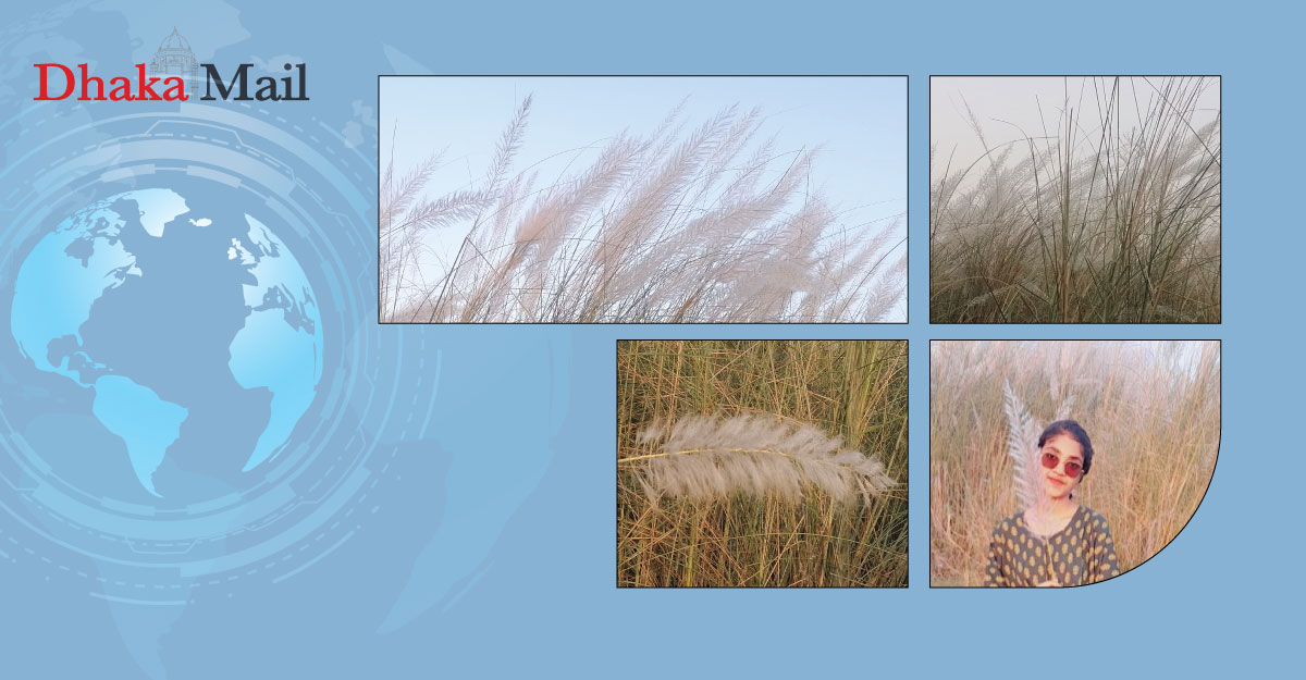 হেমন্তেও সৌন্দর্য বিলাচ্ছে যমুনা পাড়ের কাশফুল