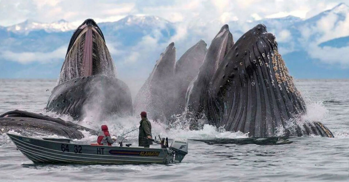 একবারেই খায় দুইশ মানুষের খাবার, সৃষ্টির রহস্য নীল তিমি