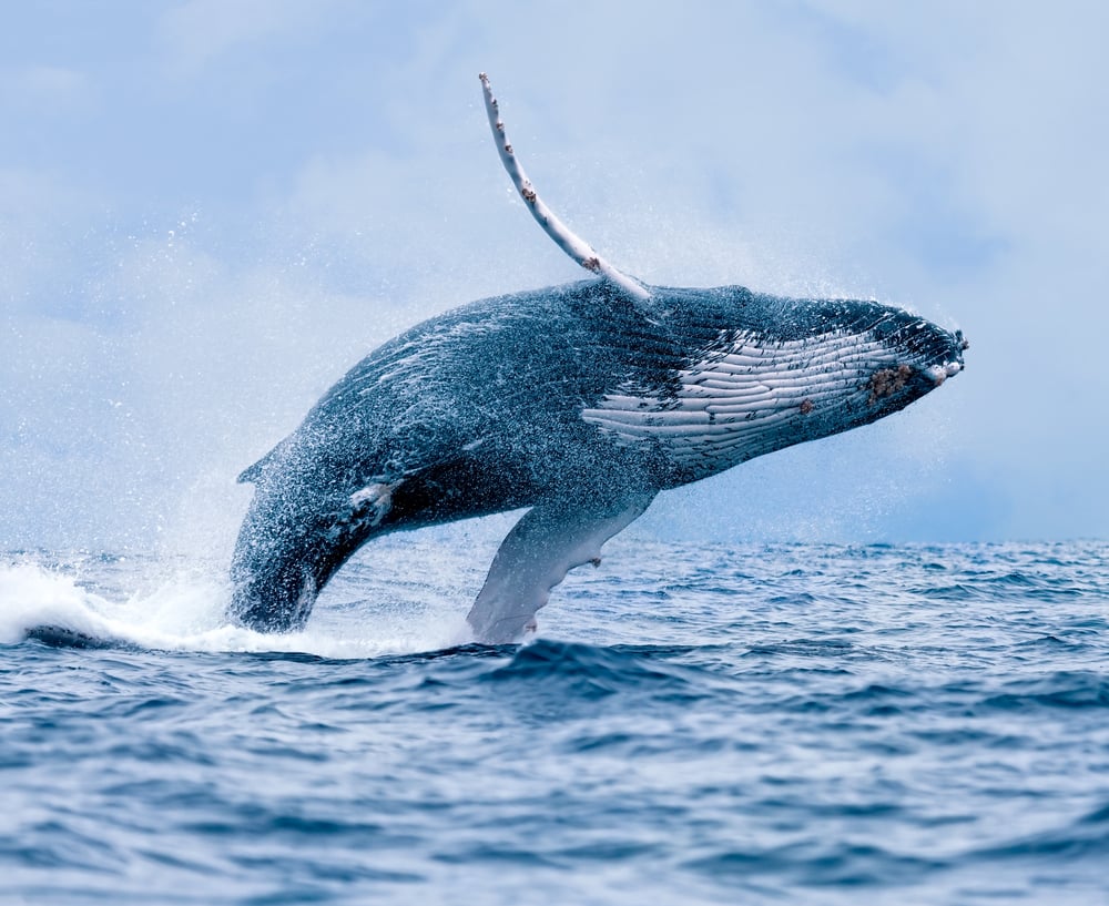 big blue whale