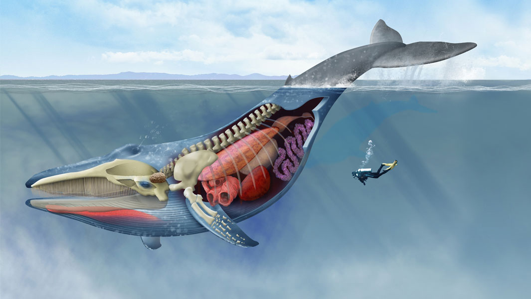 big blue whale