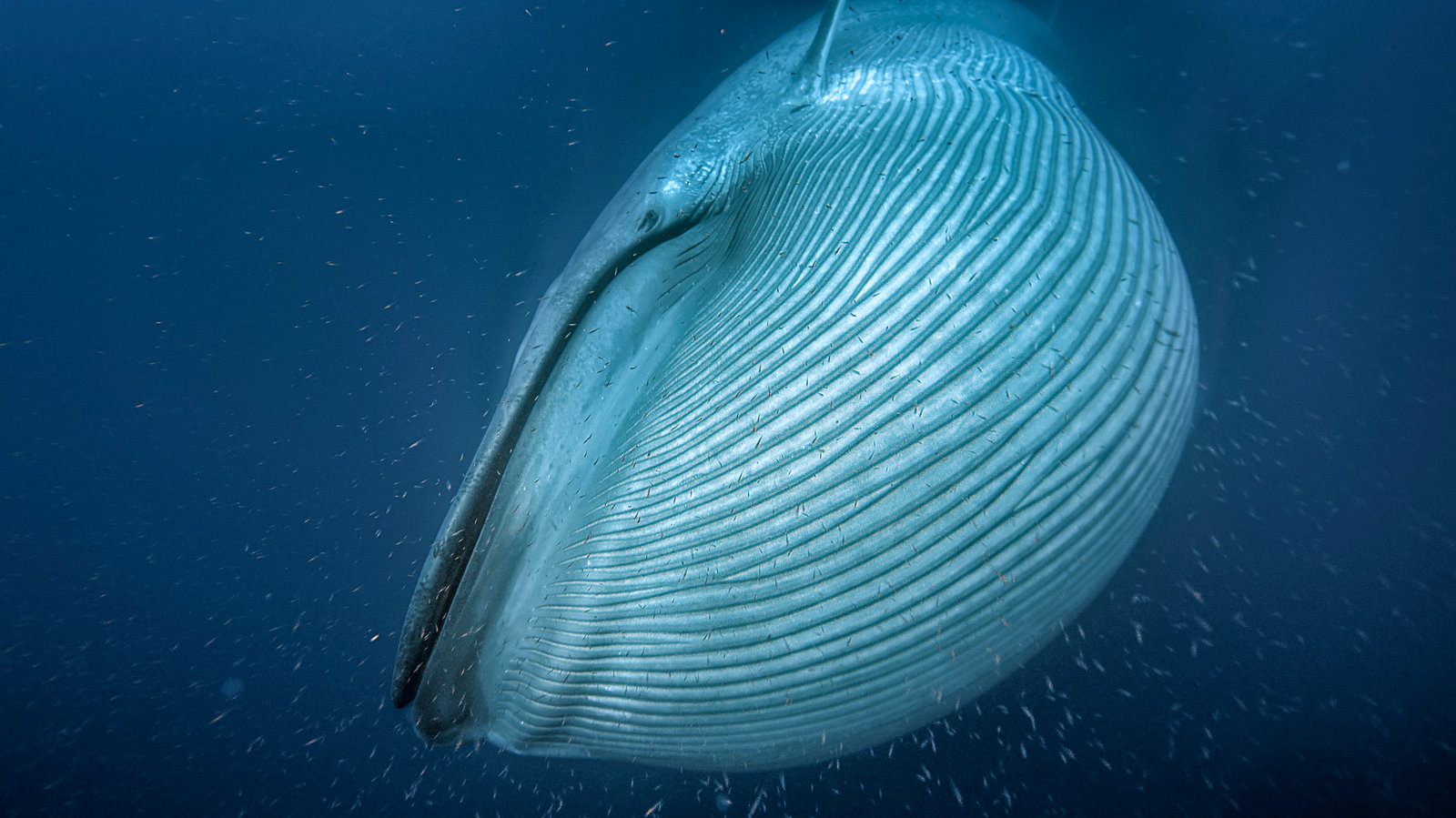 big blue whale