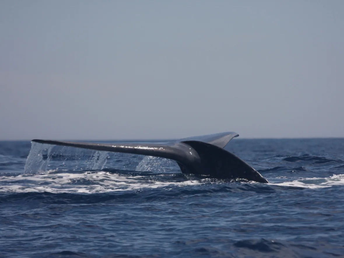 blue whale