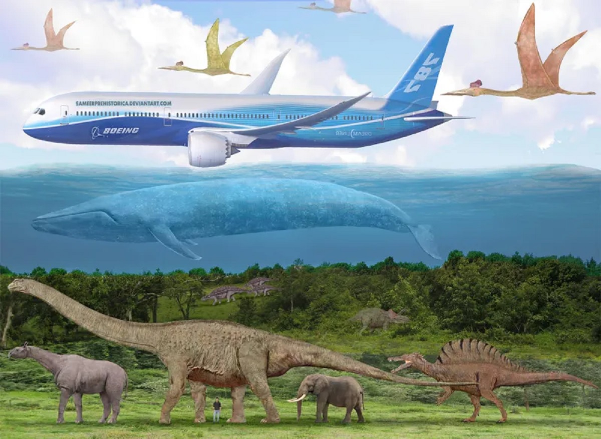 blue whale comparison