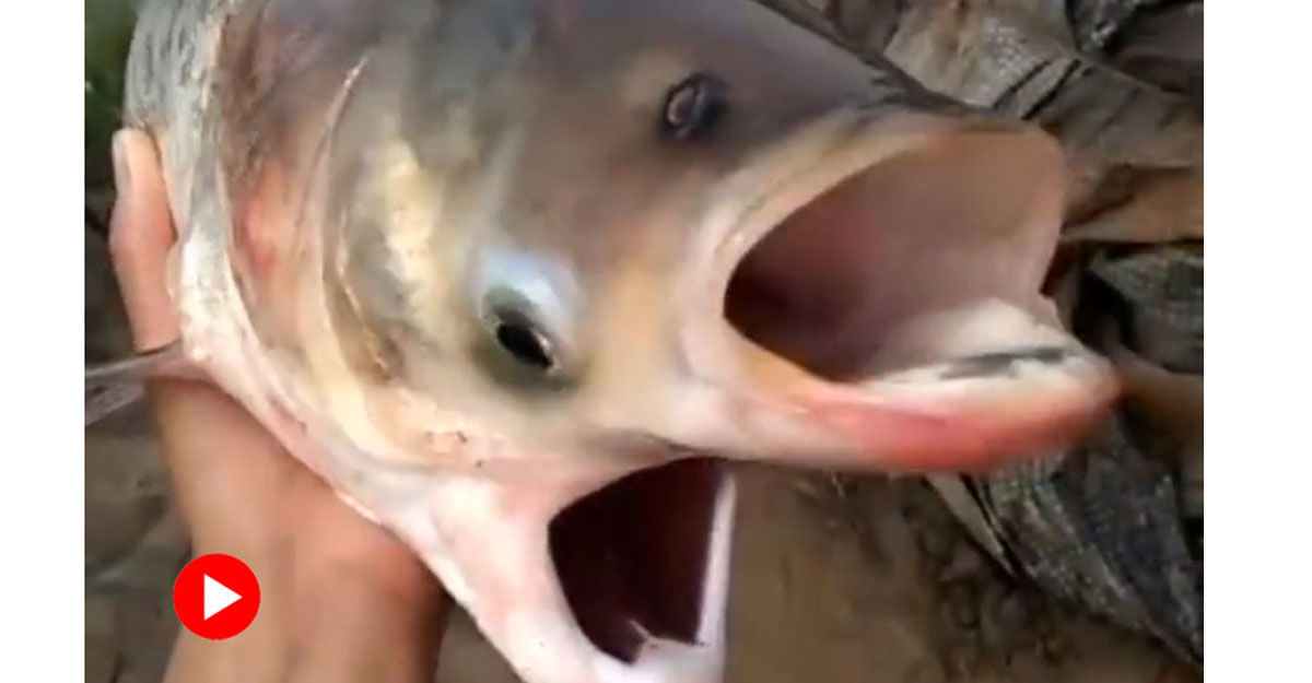 জালে উঠল দু’মুখ ও চার চোখের বিচিত্র মাছ, ভিডিও ভাইরাল