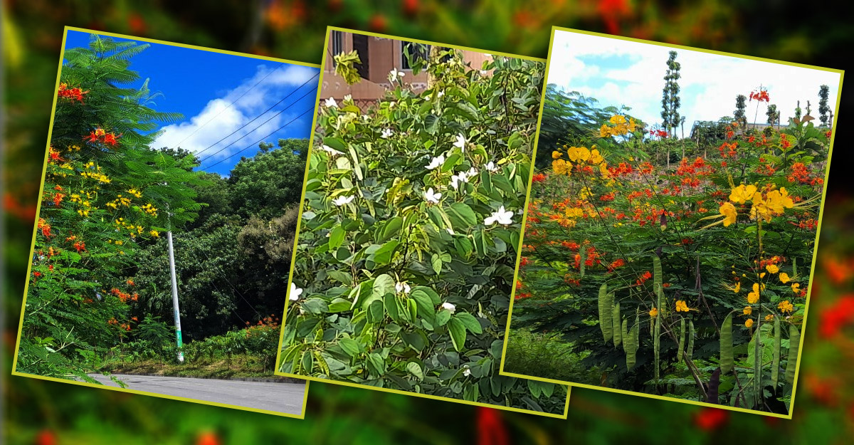 লাল ব্রিজ থেকে হলুদিয়া: স্বাগত জানাচ্ছে নানা রংয়ের ফুল