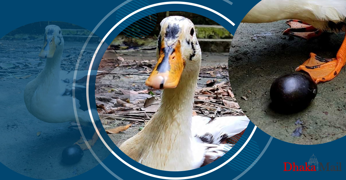 ভোলার সেই হাঁসের ডিম পাড়া বন্ধ!