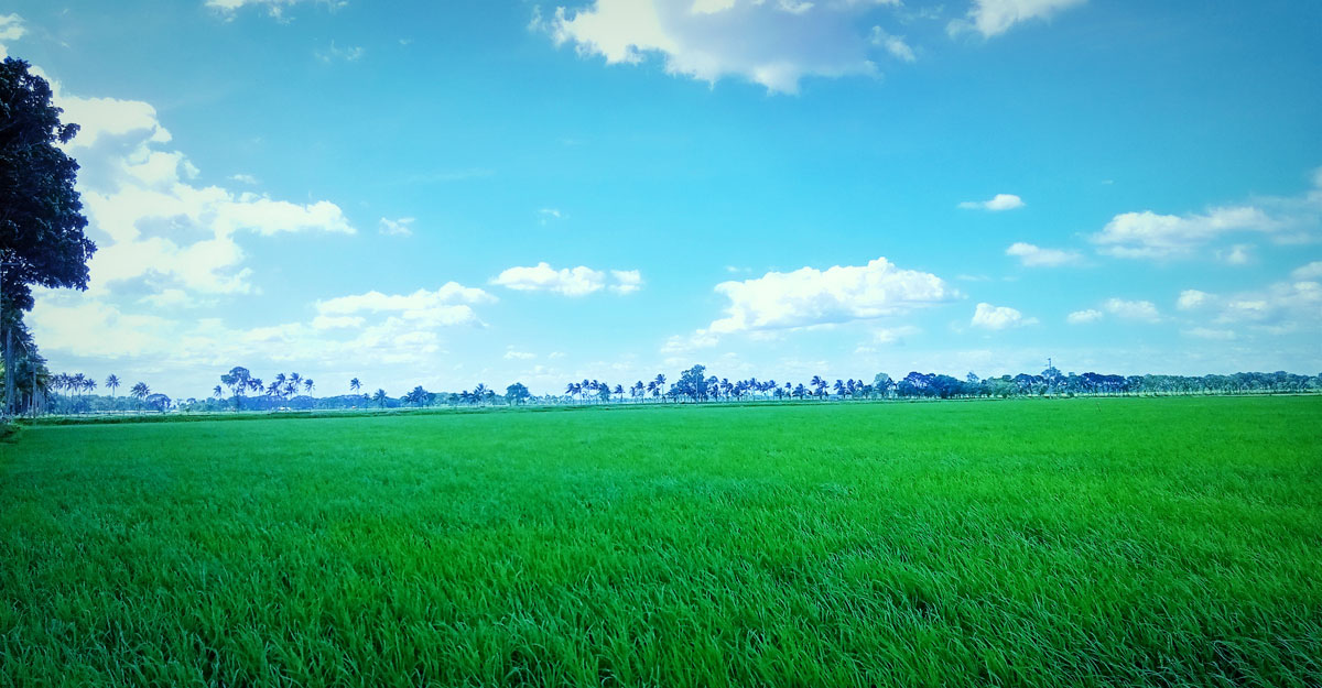 কৃষি বিশ্ববিদ্যালয়ের সম্ভাব্য আদর্শ স্থান ‘ঝিনাইদহের মহেশপুর’