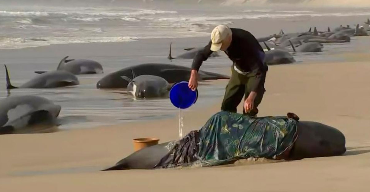 উপকূলে আটকে পড়া ২০০ তিমি মারা গেছে