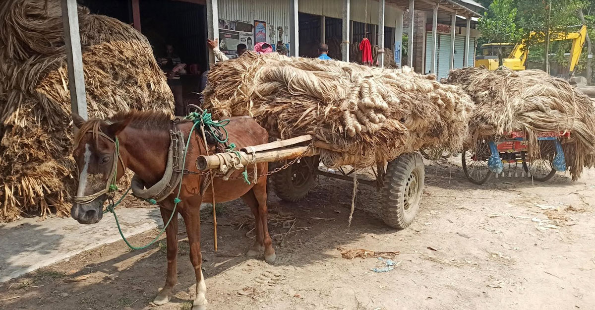রাজবাড়ীতে ৭৫৭ কোটি টাকার পাট বিক্রির সম্ভবনা